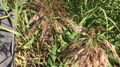 Phragmites australis