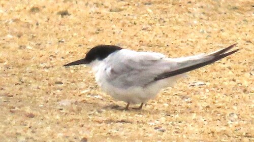iNaturalist image