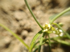 Vincetoxicum sibiricum