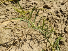 Vincetoxicum sibiricum