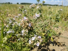 Ziziphora clinopodioides