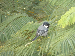 Parus cinereus