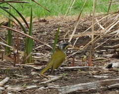 Nesoptilotis flavicollis