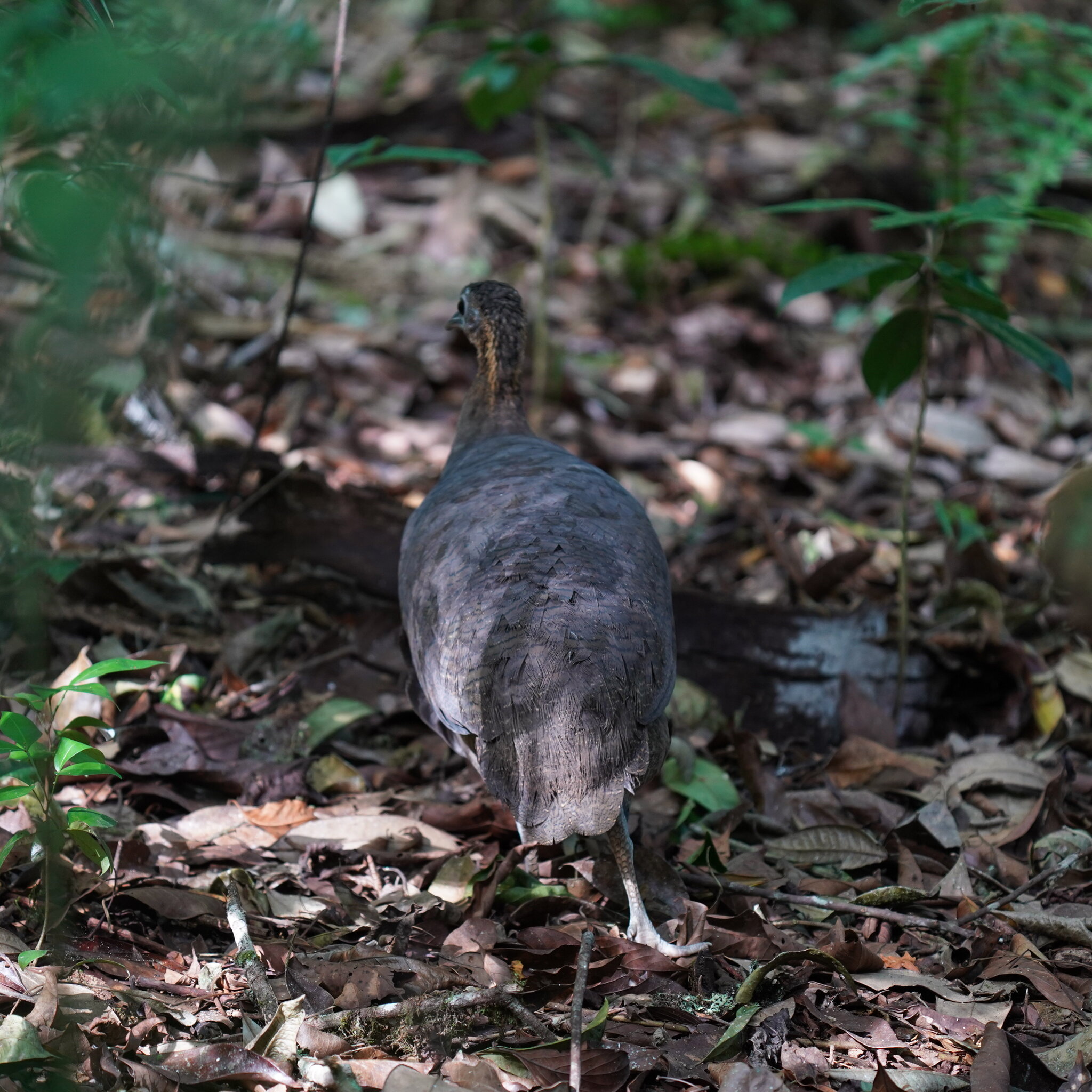 Solitary Tinamou (Tinamus solitarius), photo 10