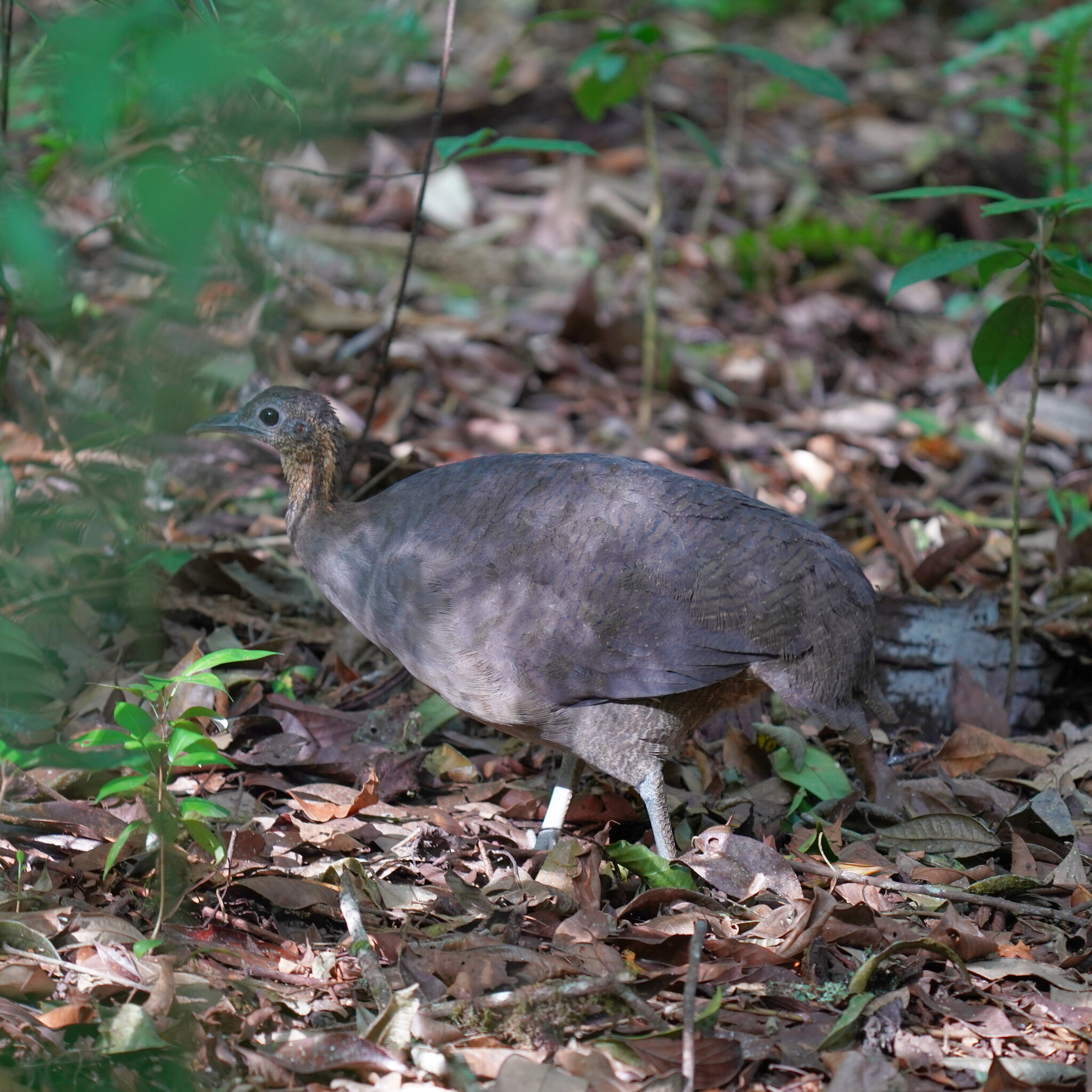 Solitary Tinamou (Tinamus solitarius), photo 9