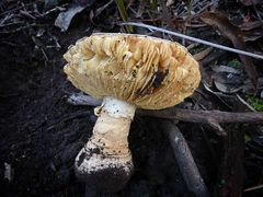 Amanita ochrophylla