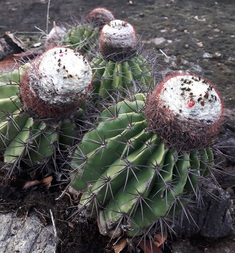 Melocactus smithii