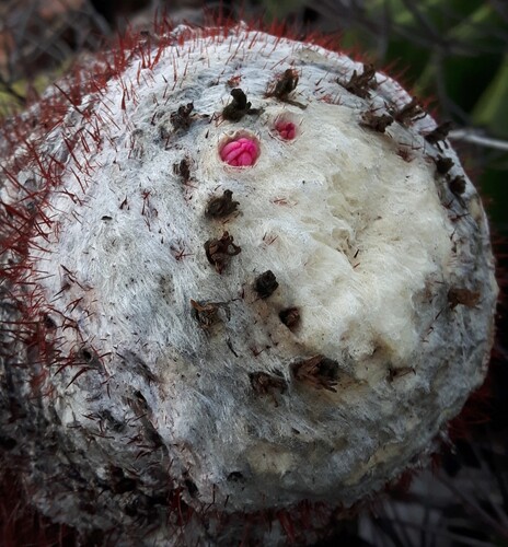 Melocactus smithii