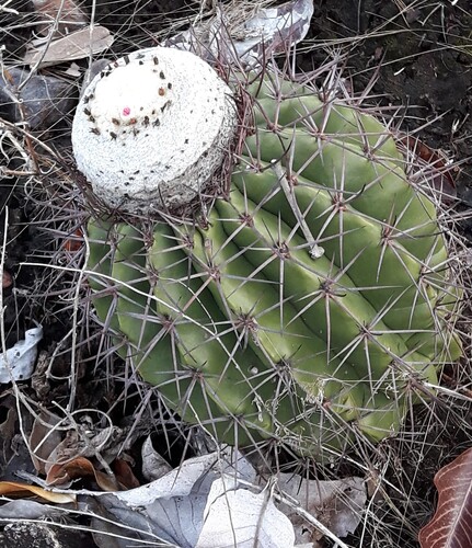 Melocactus smithii