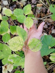 Lonicera dioica