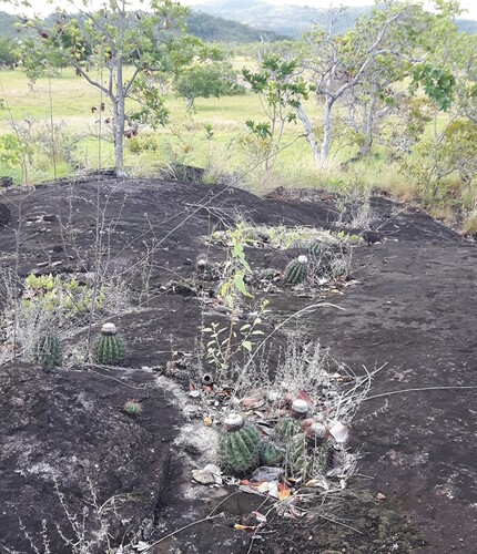 Melocactus smithii
