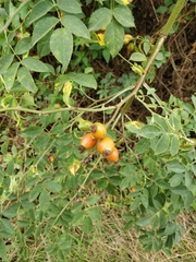 Rosa canina