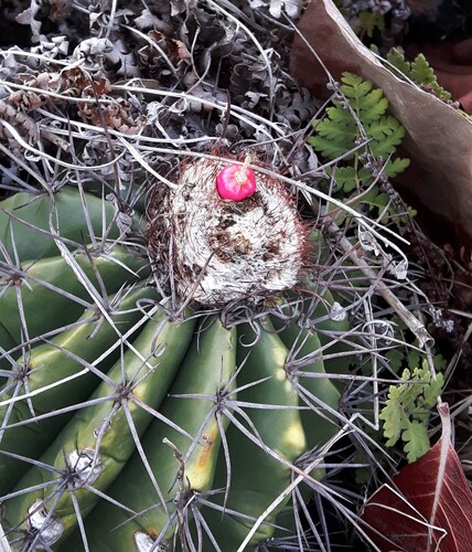 Melocactus smithii