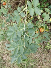 Rosa canina