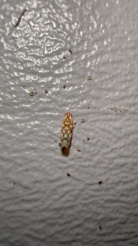 Erythroneura reflecta photo 3