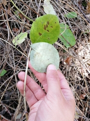 Lonicera dioica