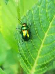 Chrysolina fastuosa