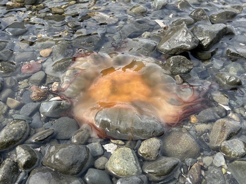 Atlantic Lion's Mane Jelly photographed in Rhode Island