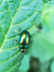 Chrysolina fastuosa