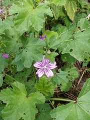 Malva sylvestris