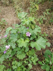 Malva sylvestris