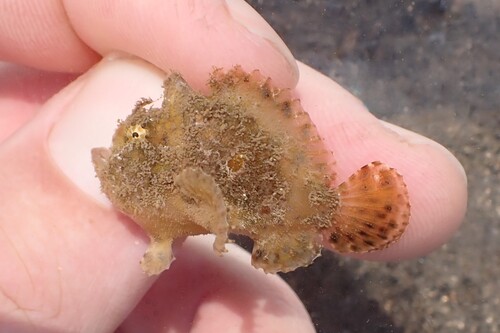 Scarlet frogfish (Antennatus coccineus) — Antennariidae