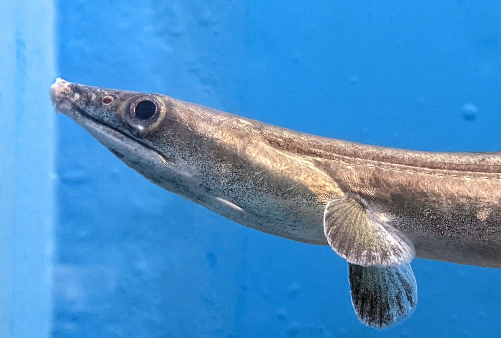Daggertooth Pike Conger