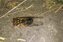 Auritibicen japonicus