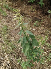 Urtica dioica