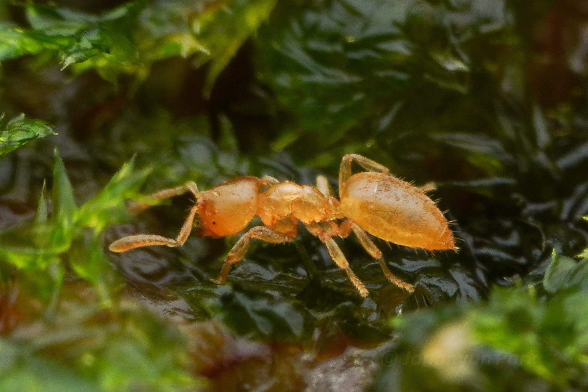Acropyga pallida