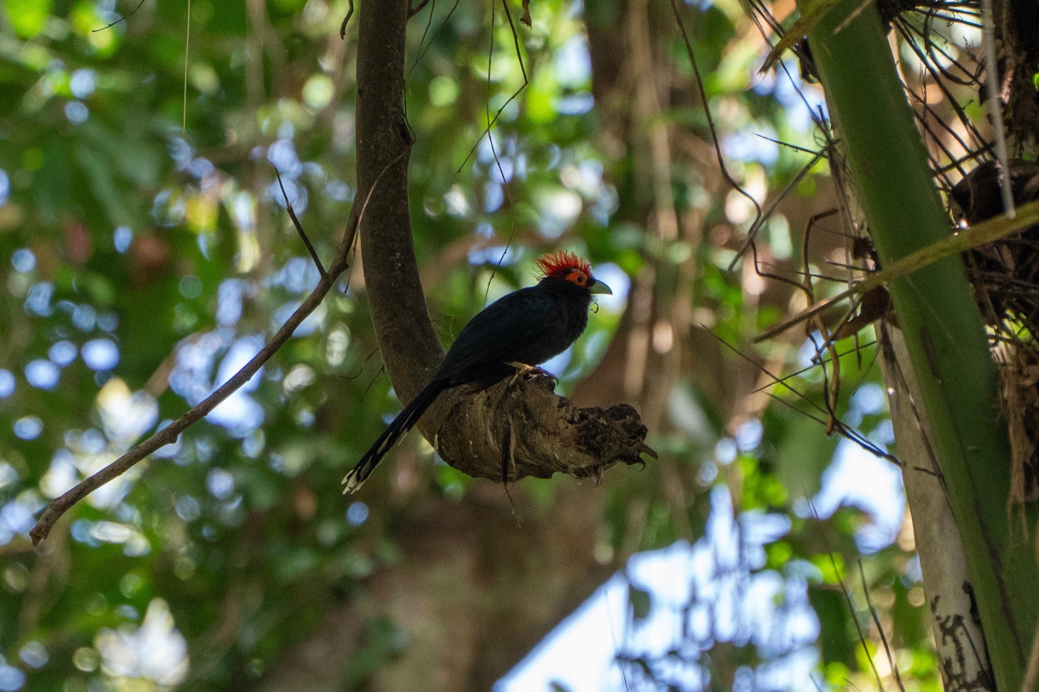 Rough-crested Malkoha (Dasylophus superciliosus), photo 2