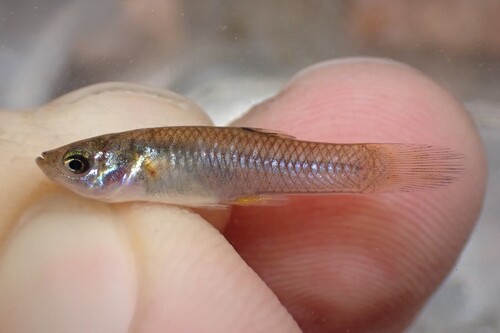 Shortfin molly (Poecilia mexicana) — Poeciliidae — 2
