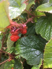 Rubus