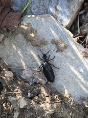 Meloe proscarabaeus
