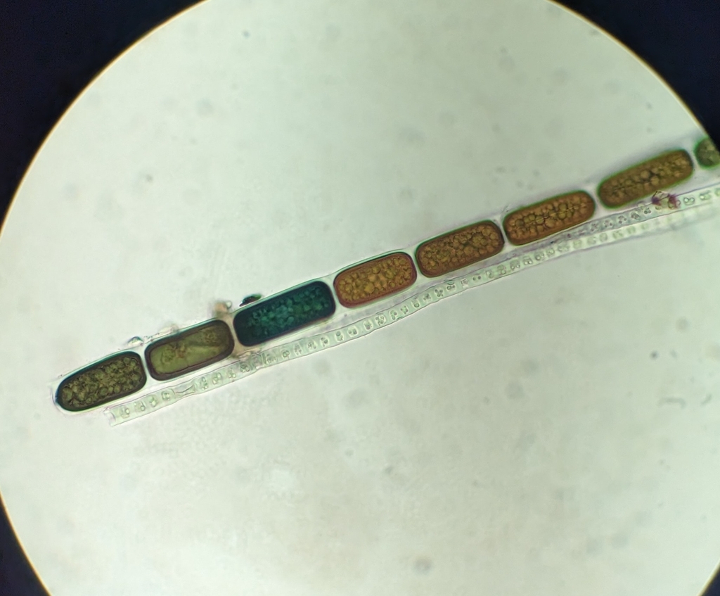 Zygnema frigidum