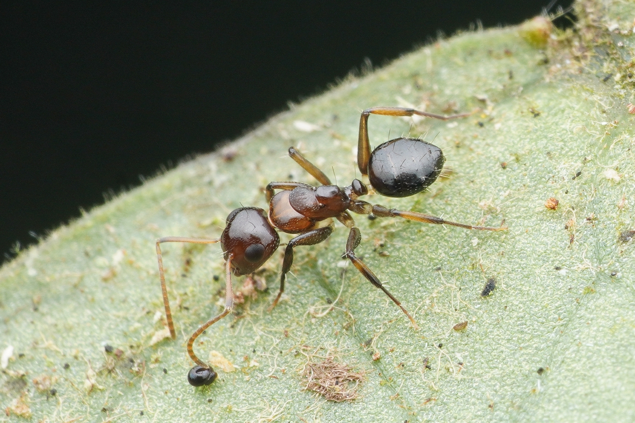 Camponotus bruneiensis