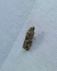 Lobesia transtrifera