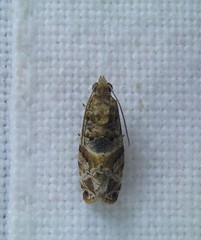 Lobesia transtrifera