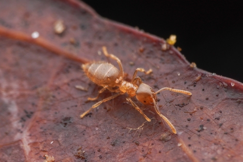 Acropyga hystrixAcropyga hystrix