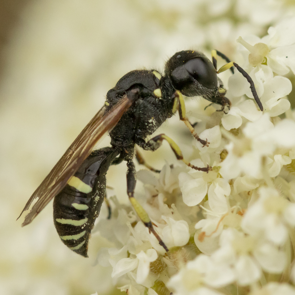 Ectemnius trifasciatus