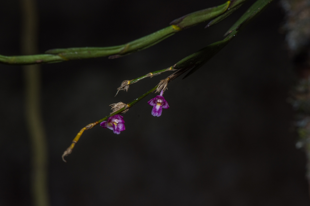 Dendrobium rosellum Ridl. 3