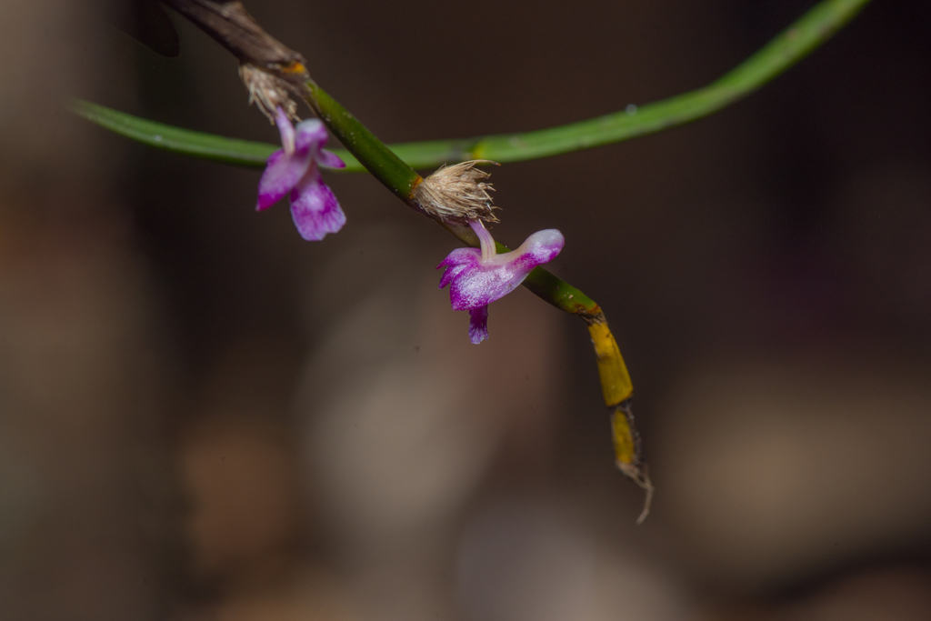 Dendrobium rosellum Ridl. 4