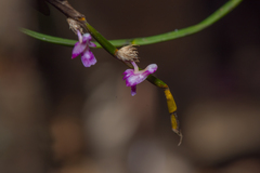 Dendrobium rosellum