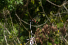 Tramea transmarina