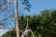 Tramea transmarina