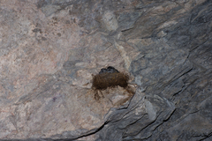 Aerodramus salangana