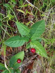 Lonicera alpigena