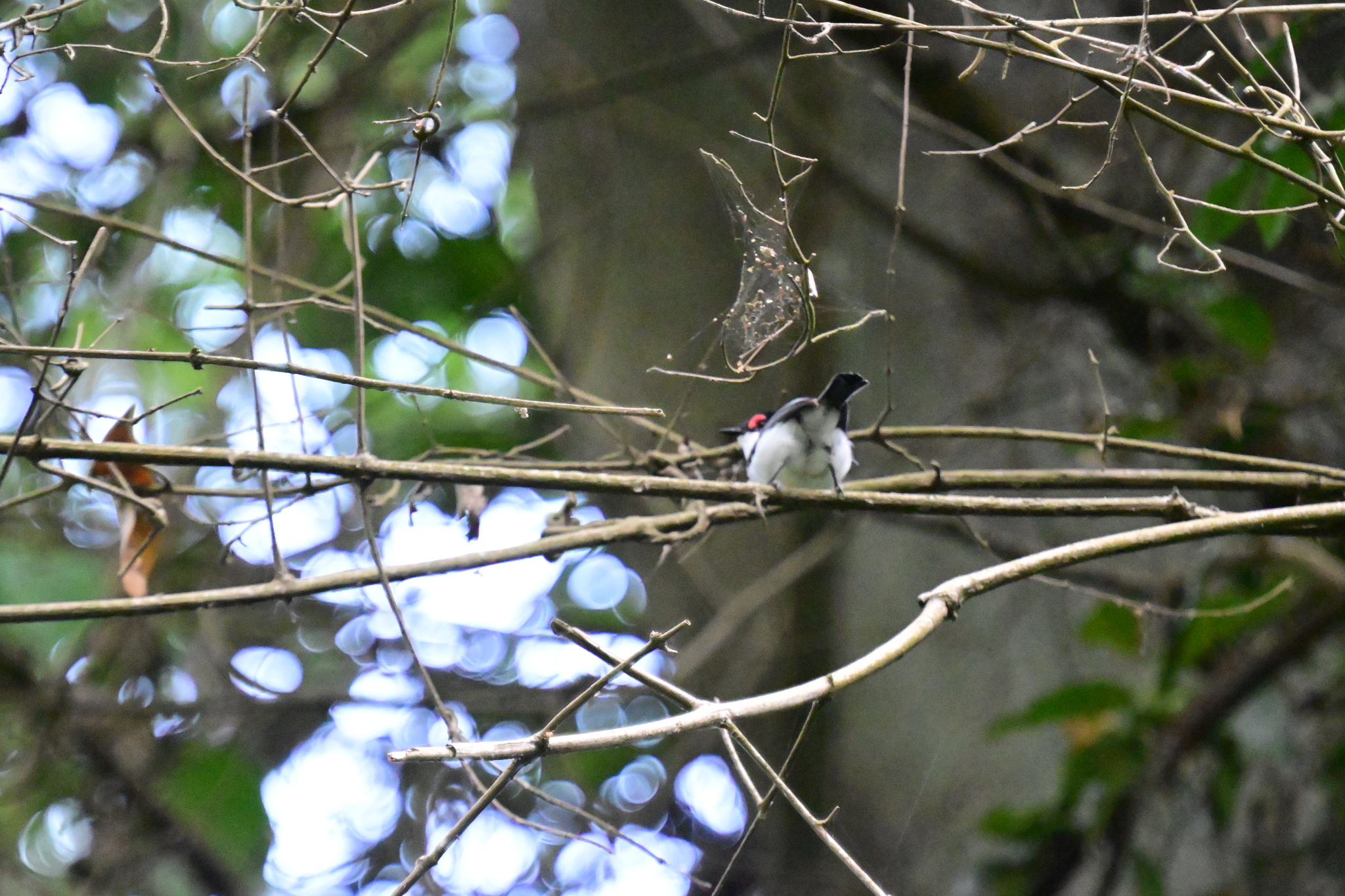 Black-throated Wattle-eye (Platysteira peltata), photo 4
