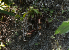 Nepenthes northiana