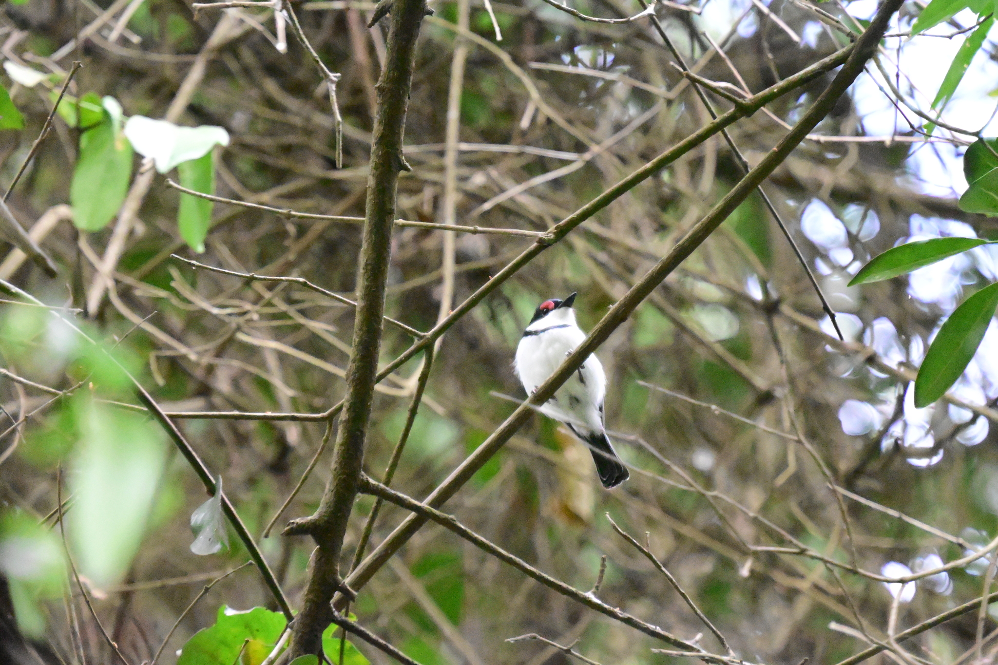 Black-throated Wattle-eye (Platysteira peltata), photo 3